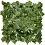    My Garden Ivy CCGA052 - 