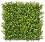     My Garden Mimosa CCGA030 - 50 x 50 cm - 