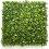     My Garden Boxwood with Jasmine CCGA002 - 50 x 50 cm - 