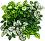     My Garden Wandering Jew Mix CCGA338 - 33 x 33 cm - 