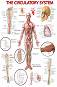 The Circulatory System - 80 x 100 cm - ������