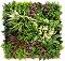     My Garden ThalloB CCGK002BV004 - 50 x 50 cm - 