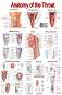 Anatomy of the Throat - 50 x 70 cm - ������