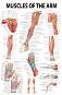 Muscles of the Arm - 80 x 100 cm - ������