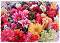 Amazing Flowers -      3   400  - 