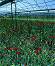      Nortene Trellinet - 