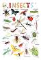      : Insects - 52 x 77 cm - 