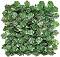    My Garden Maple CCGA050 - 