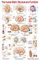 The Human Brain: Structure and Functions - 80 x 100 cm - ������