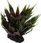 ���������� �������� �� �������� REPTI PLANET Agave Succulent - 18 cm - �������