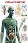 Lymphatic System - 80 x 100 cm - ������