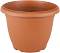   My Garden Villa flower - 