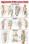 Ligaments of the Lower Limb - 50 x 70 cm - ������