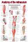 Anatomy of the retinaculum - 80 x 100 cm - ������