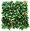     My Garden Photinia CCGA008 - 50 x 50 cm - 