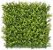     My Garden Mimosa CCGA030 - 50 x 50 cm - 