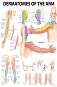 Dermatomes of the Arm - 80 x 100 cm - ������