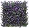     My Garden Buxus CCGA011 - 50 x 50 cm - 