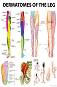 Dermatomes of the Leg - 50 x 70 cm - ������