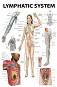 Lymphatic System - 80 x 100 cm - ������