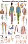 Dermatomes and Nerves: Sensory Map - 50 x 70 cm - ������