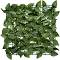    My Garden Laurel CCGA054 - 