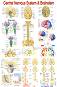 Central Nervous System & Brainstem - 50 x 70 cm - ������