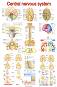 Central Nervous System Anatomy - 50 x 70 cm - ������