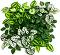     My Garden Wandering Jew Mix CCGA338 - 33 x 33 cm - 