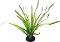 ���������� �������� �� �������� REPTI PLANET Spartina - 30 cm - �������
