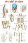 Skeletal System - 80 x 100 cm - ������