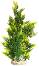     SYDECO Aquaplant Giant - 
