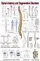 Spinal Anatomy and Degenerative Disorders - 80 x 100 cm - ������