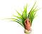     SYDECO Amphora Pm - 