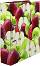   2  HERMA -  -   A4      7 cm   Fruits - 