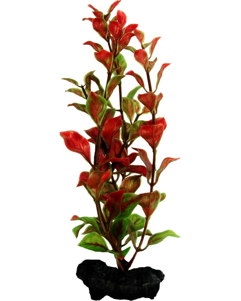���������� �������� �� �������� Tetra Red Ludwigia - 15 � 23 cm - �������
