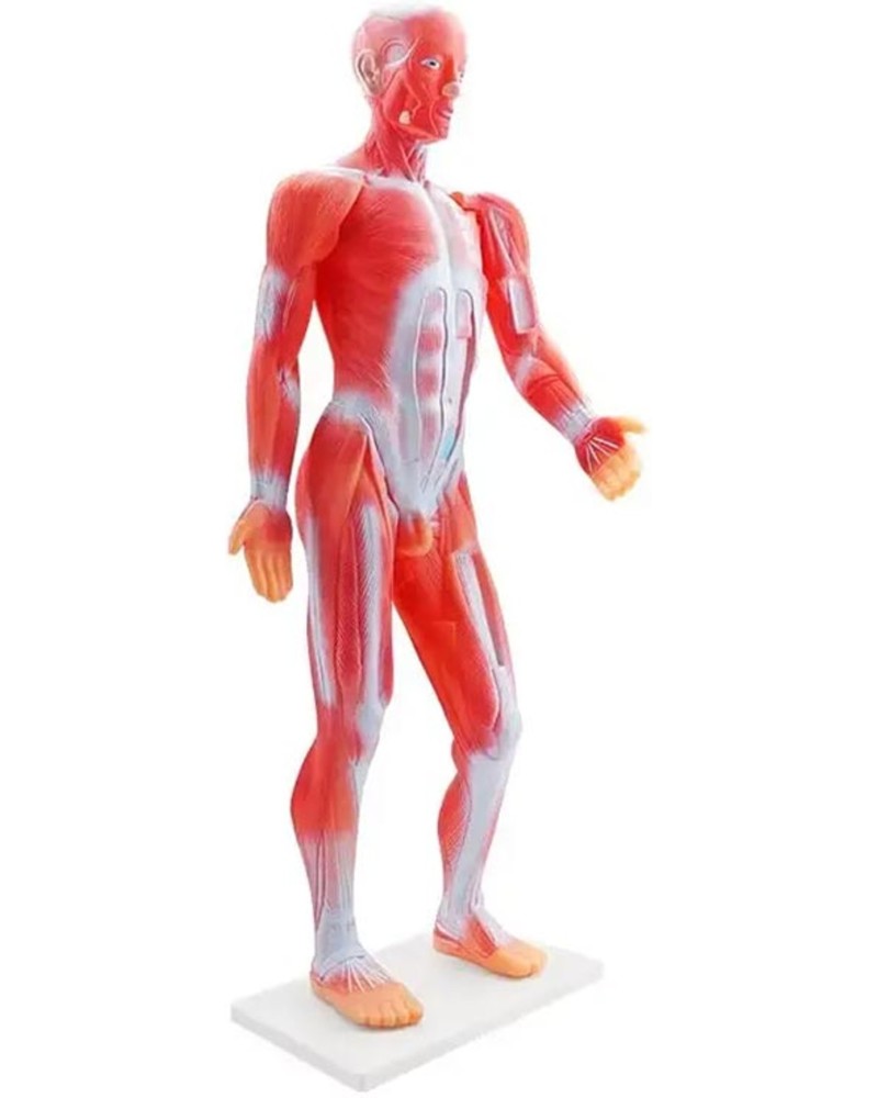 ����� �� �������� ������� Gelsonlab - � �������� 88 cm - 