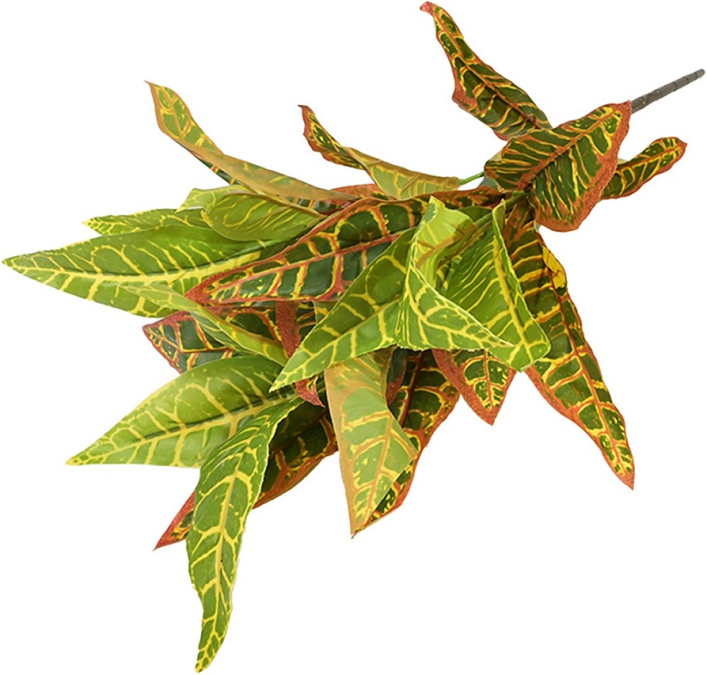   -  - 60 cm   Calathea L Mix - 