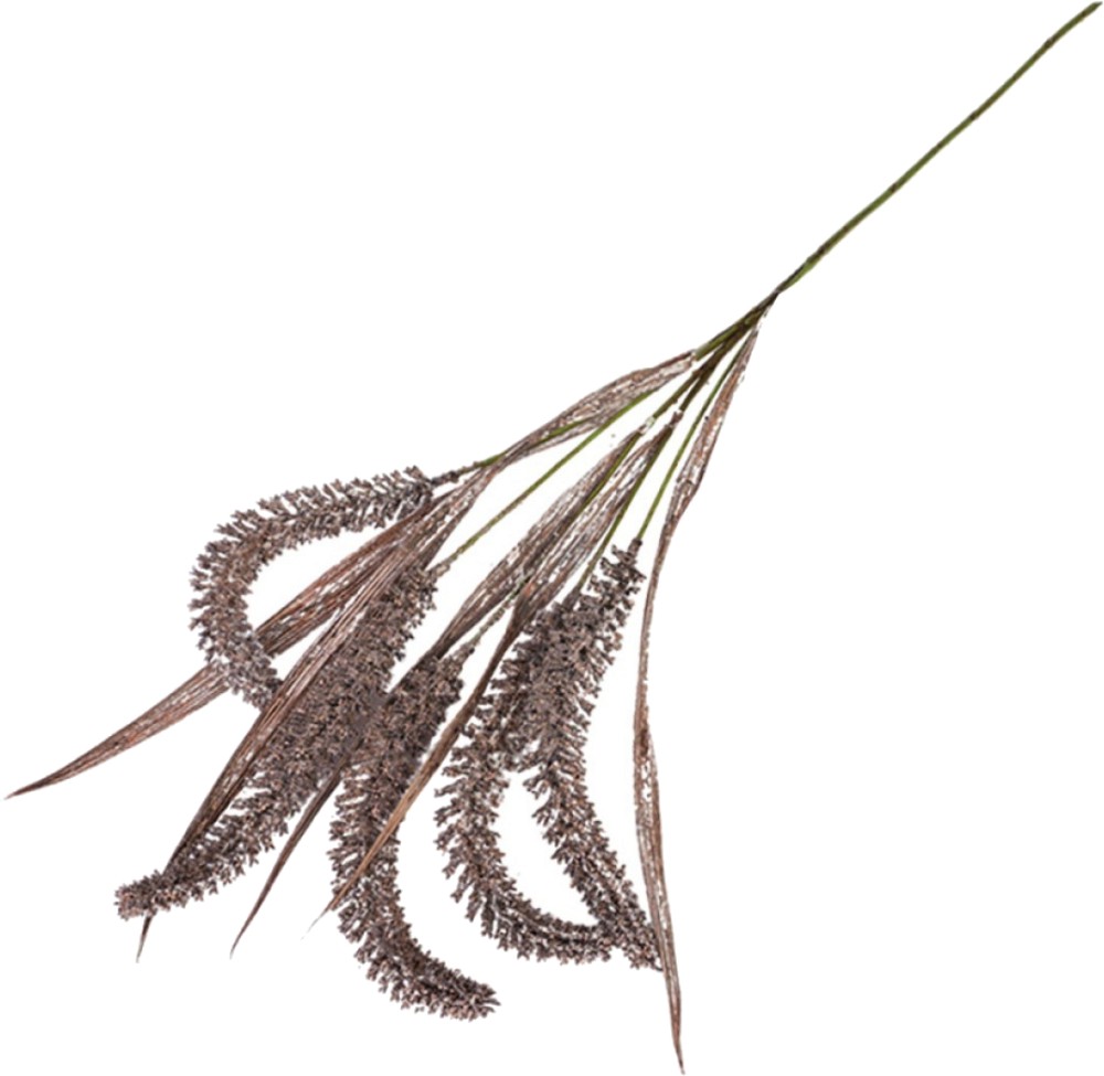   -  - 80 cm   Acorus - 