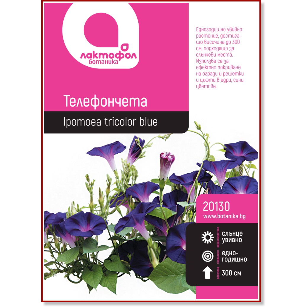 Семена от Ипомеа Семена от Ипомеа -