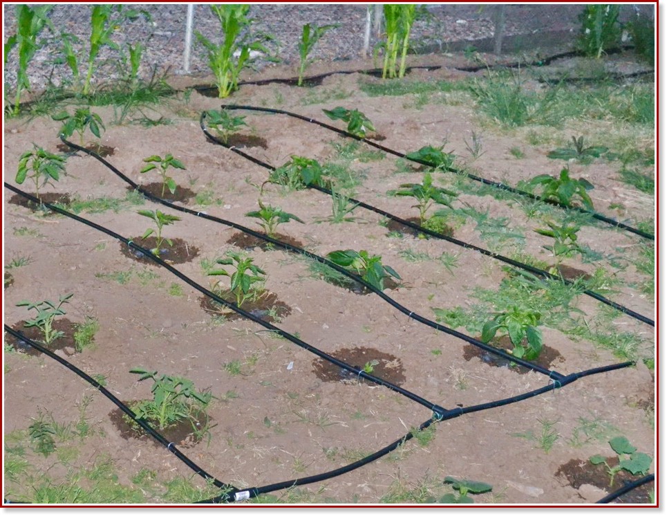 Лентов маркуч за капково напояване ∅ 17 mm Primaterra Greenhouse Лентов маркуч за капково напояване ∅ 17 mm Primaterra Greenhouse - 24 m с принадлежности за свързване -