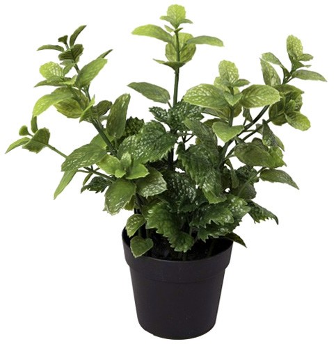 Декоративно растение - Мента - 26 cm - 