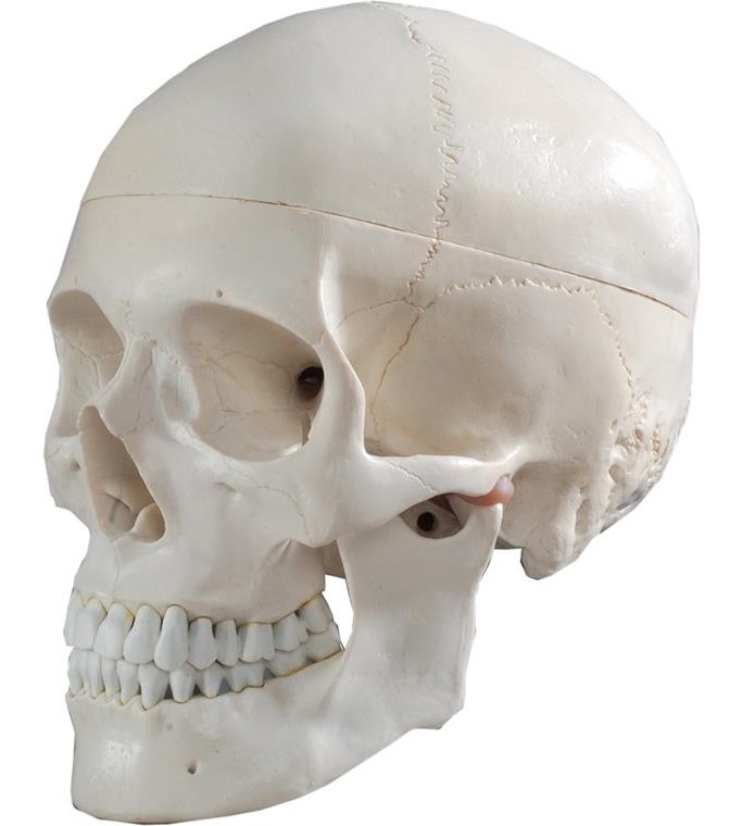 Анатомичен модел на човешки череп Анатомичен модел на човешки череп - 22 / 14 / 16 cm -