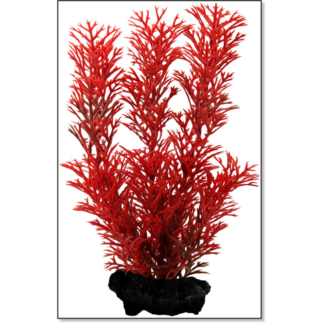���������� �������� �� �������� Tetra Red Foxtail - 15 cm - �������