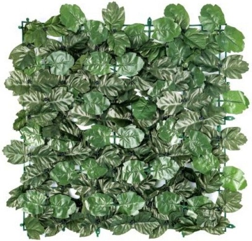    My Garden Maple CCGA050 - 