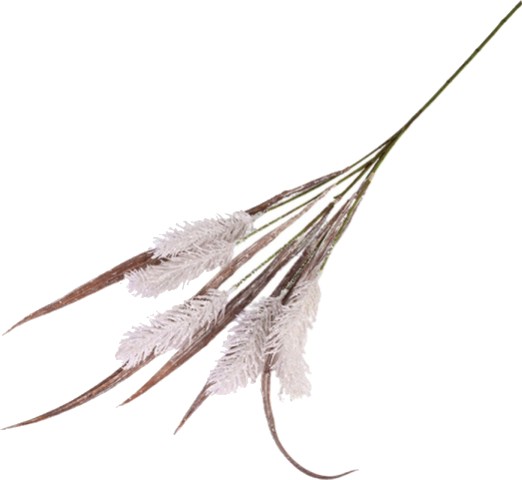   -  - 70 - 80 cm   Acorus - 