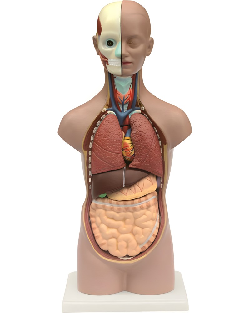 ���������� ����� �� ������� ���� - 20.5 / 45 / 12 cm  - 