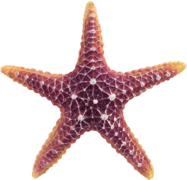 Декорация за аквариум Nobby Starfish Декорация за аквариум Nobby Starfish - 16.5 / 16.5 / 5.5 cm - продукт