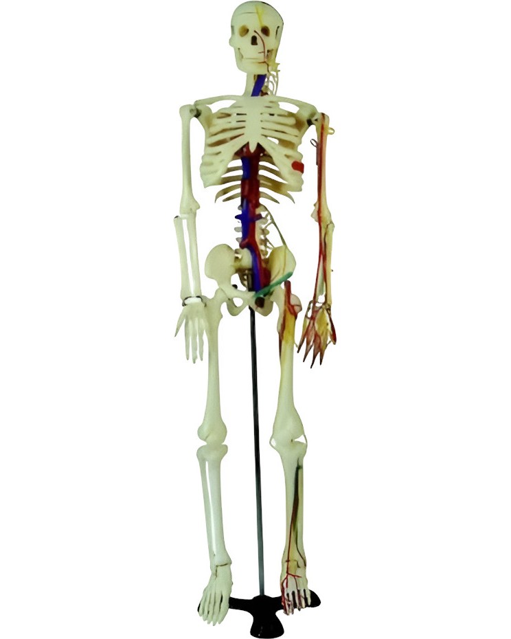      - 85 cm,     - 