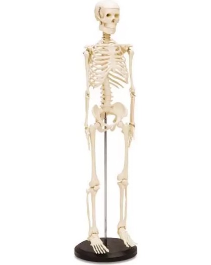Анатомичен модел на човешки скелет Анатомичен модел на човешки скелет - 85 cm -